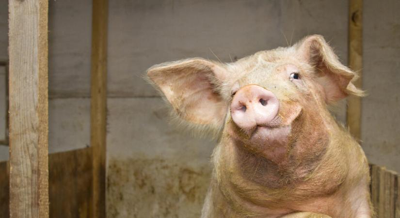 Vége a sertéspestisnek a magyar határ közelében