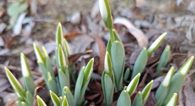 Jön a tavasz? Már nyílik a hóvirág Fertőhomokon