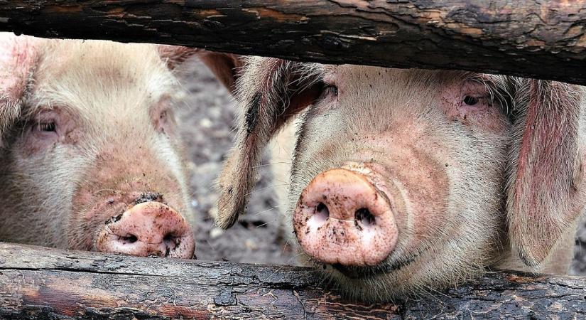 Megnyugvás a magyar határ közelében: nincs több aktív sertéspestisgóc