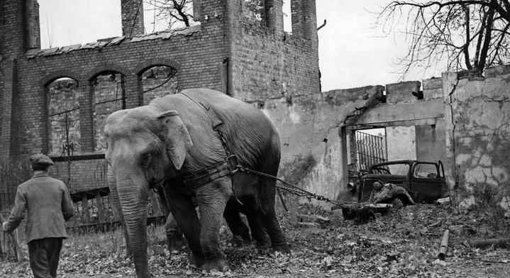 80 éves fotó járja be a netet: szívszorító, ahogy cirkuszi állatok takarítják a háború romjait