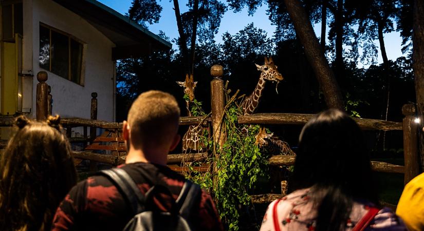 Az előző vezetés alatt történt szabálytalanságok miatt megbüntették a Nagyerdei Kultúrparkot