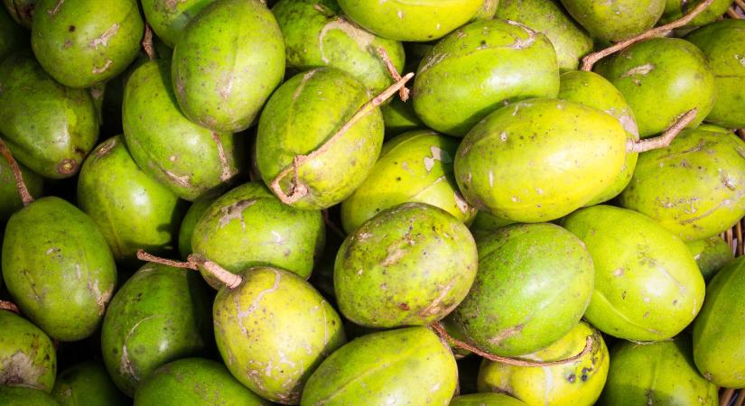 Kopasz, bajor és arany kivi