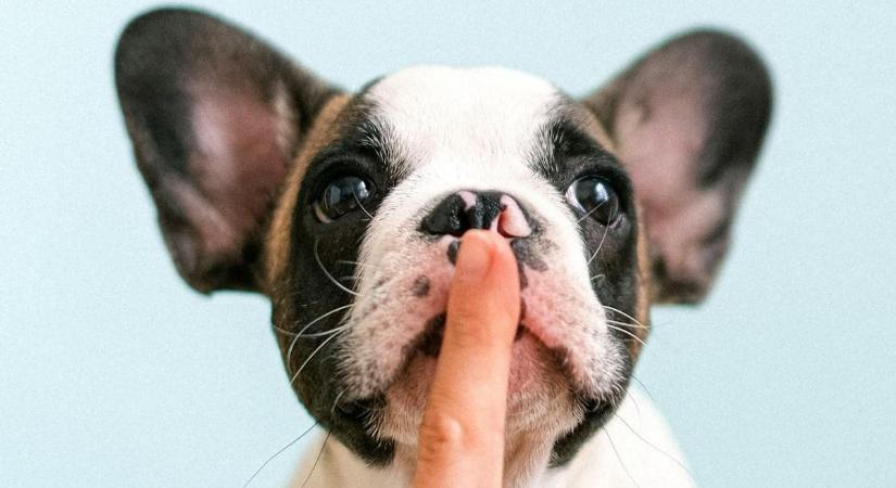 Kiderült a titkos összetevő: ettől üt a magyar séf Gundel-palacsintája – Íme a recept