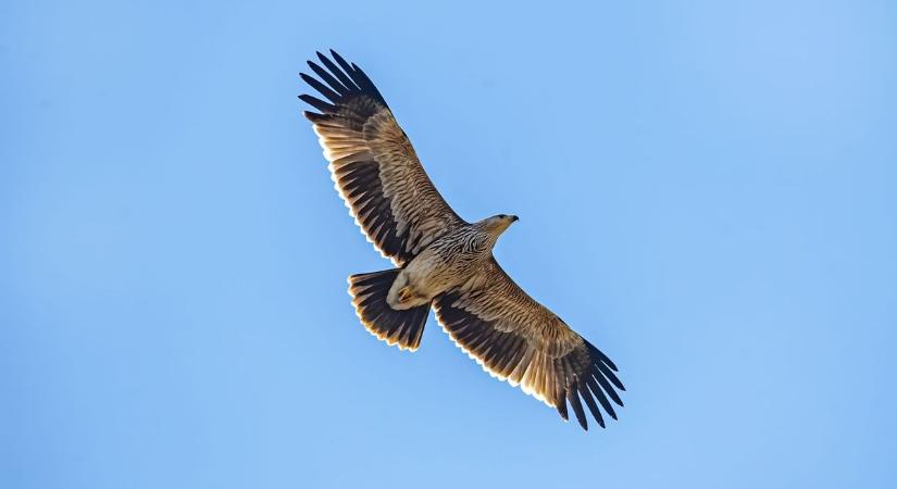 Eddig nem látott madárfaj telepedett meg Tolna vármegyében