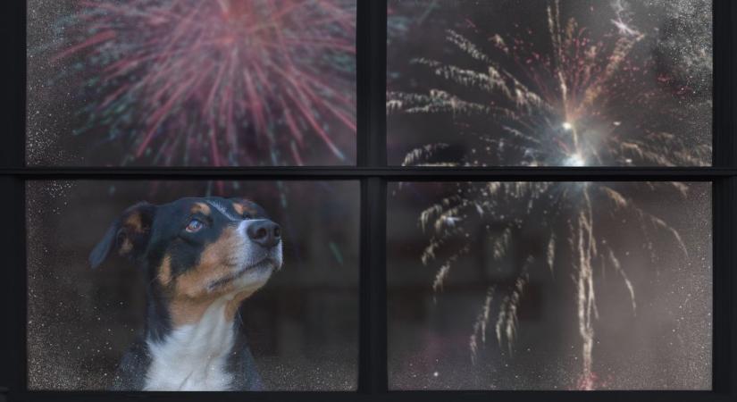 Ezeket a hibákat sok gazdi elköveti szilveszterkor – ezt tedd, hogy ne szökjön el a kedvenced!