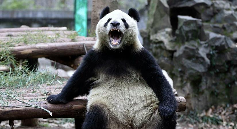 Jó hír érkezett az évvégére: marad a Bitpanda Magyarországon