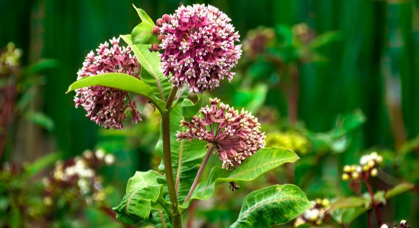 Veszélyes faj terjed Magyarországon: meg lehet még állítani?