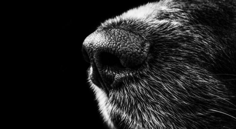 A kutyád kiszagolja a betegségedet – még mielőtt te észrevennéd