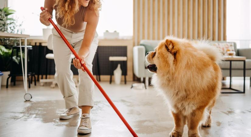 Ezt az 5 általános tisztítószert soha ne használd, ha háziállat van a lakásban