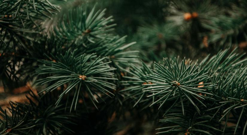 A karácsony örökzöldje: hogyan gondoskodjunk a fenyőkről helyesen?