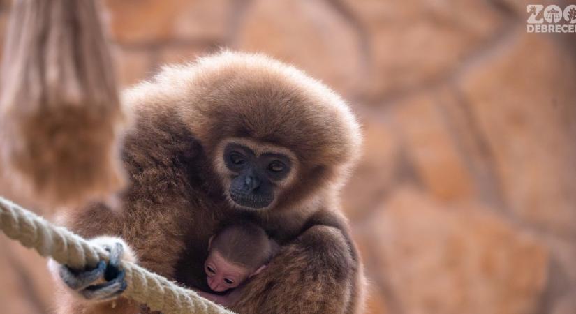Fehérkezű gibbon született a debreceni állatkertben