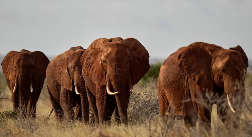Kenyában egy hét alatt négy ember vesztette életét elefánttámadások következtében