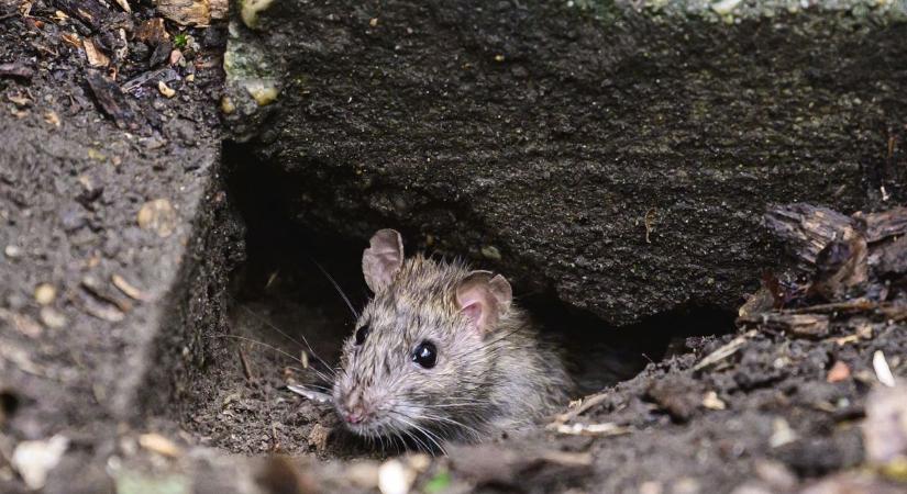 Horror: Egyre több a patkány Pécsen –újabb és újabb városrészekben jelennek meg