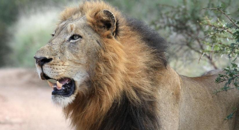 Vadon élő oroszlánok Bulgáriában: Egy rézkori tragédia véres nyomai