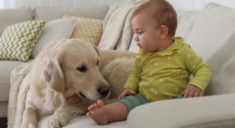 Amit a baba és a kutya tesz, azon könnyezve nevetnek milliók - Videó