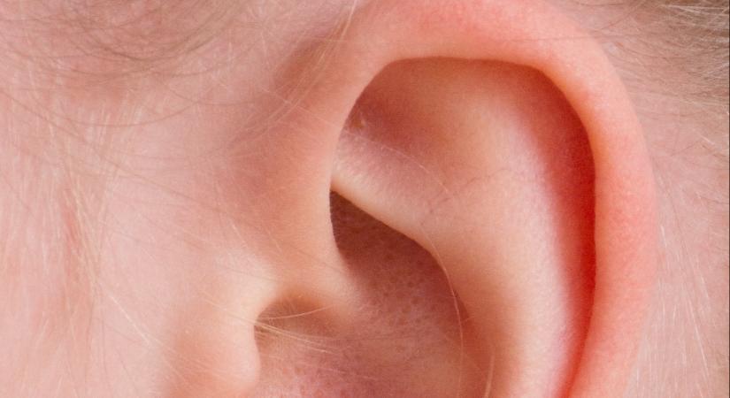 Leszakadt fülét a lábfejére varrták a munkahelyi baleset után