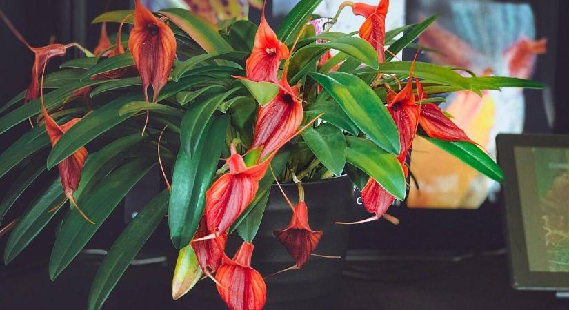 Mitől sárgul sok szobanövény levele a tél folyamán?