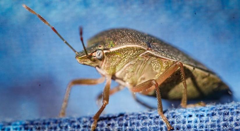 Van megoldás: ez az ellensége a poloskának, természetes módszer segít ellenük