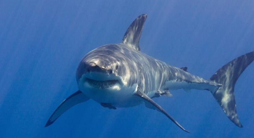 Megtalálták az eltűnt sportoló holttestét