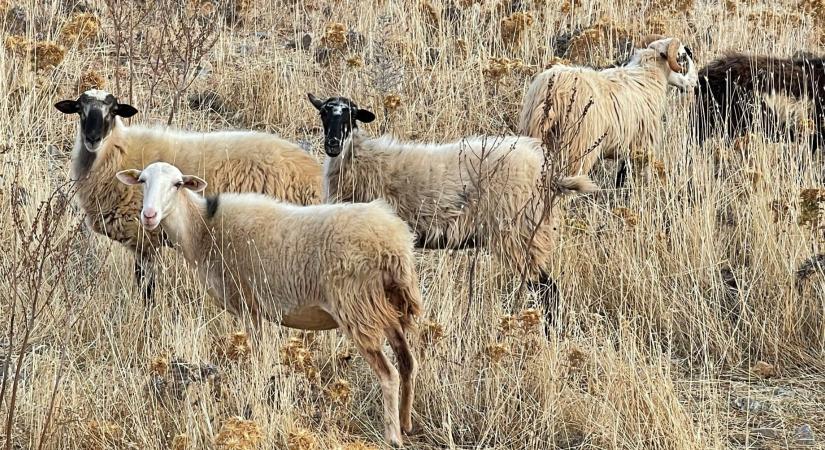 Százezerszámra irtják a görög juhokat és kecskéket