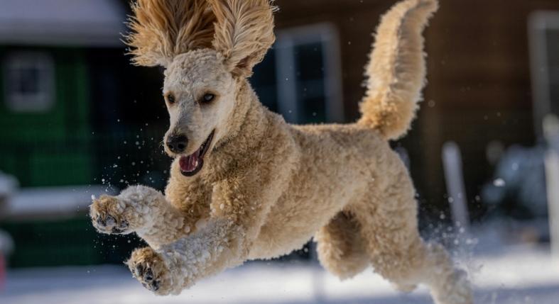 Ugrál a kutyád a vendégeidre? Így kezeld a túlpörgő, stresszelő kedvencedet