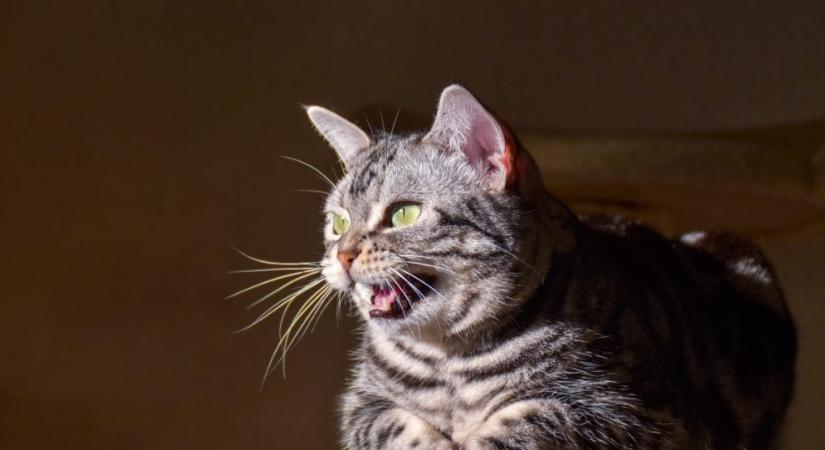 Miért csiripelnek a macskák? A hang, amely mindenkit megnevettet