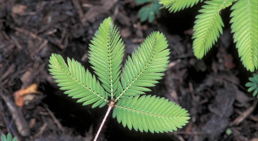 Egy szobanövény, ami megjegyezheti, ha korábban rosszul bántunk vele – valóban képes emlékezni a mimóza?