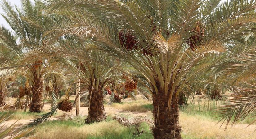 Az oázisgazdálkodás és a datolyapálma, valamint a benne rejlő lehetőségek