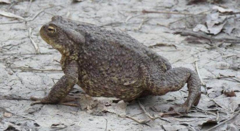 Vödörrel a kezében válhat a kétéltűek megmentőjévé