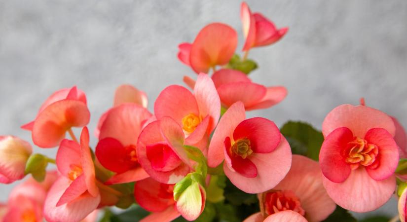 Ezt a növényt életben kell tartanod télen: tavasszal gyönyörű virágzással hálálja meg a törődést