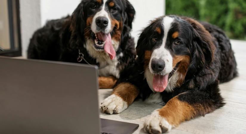 A 2025-ös év állati csodái: új felfedezések kedvenceinkről és a vadonról