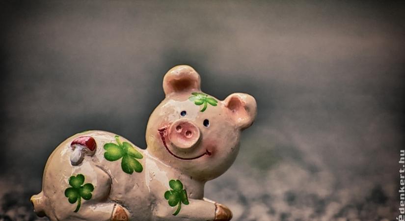 5 növény, ami szerencsét hoz és nem csak szilveszterkor