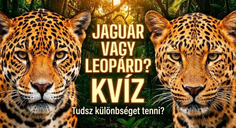 Kvíz: Jaguár vagy leopárd? 10-ből 9 ember garantáltan összekeveri őket!