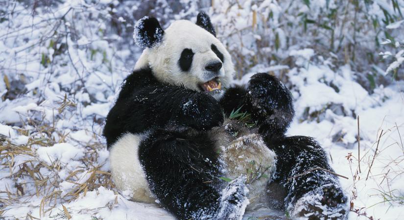 Ling Jen, a hóban játszó panda, elrabolja a szíveket  Videó!