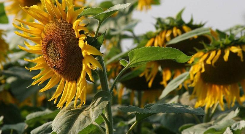 A napraforgónak előbb csak a fele kelt ki, mégis csúcstermésnek örülhetett egy gazda