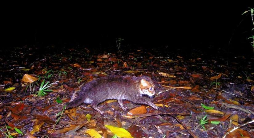 Harminc éve nem látott állatról készült fénykép Thaiföldön