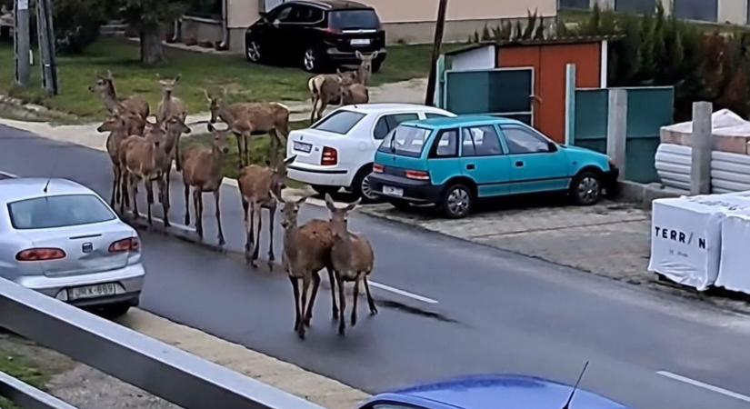 Elejthető a lakott területen kóborló vad, a szabályok betartásával