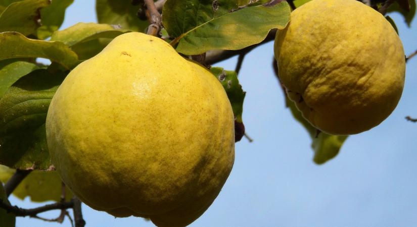 A birsalma, ami télen a legfinomabb – gyors tippek