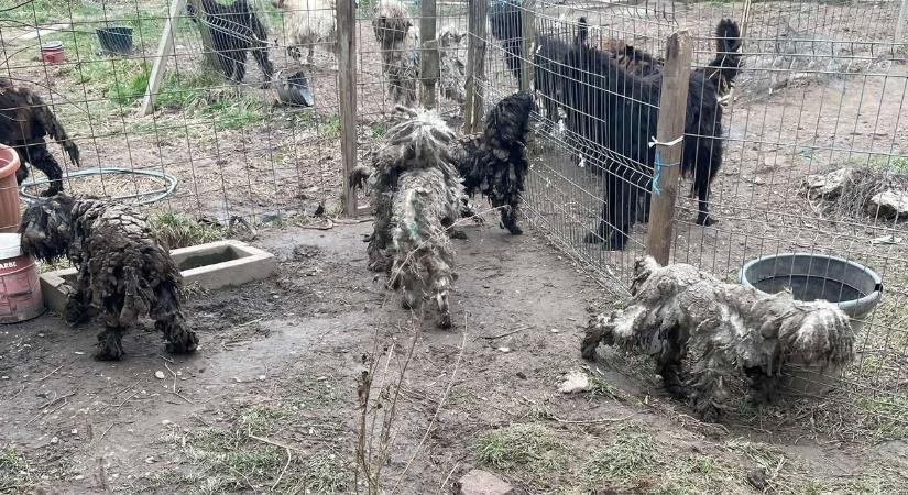 Brutális állatkínzások: ez sem az állatbarátok éve volt Somogyban