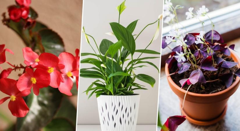Szobanövények karácsony után – mitől sínylődnek, és mitől nem?