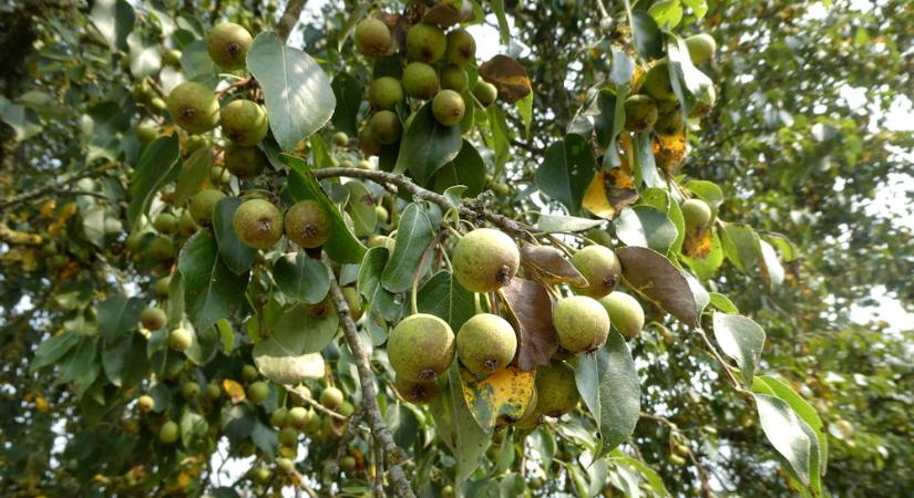 Vadkörte – a fa, amelyik nem akar tetszeni, mégis tiszteletet parancsol