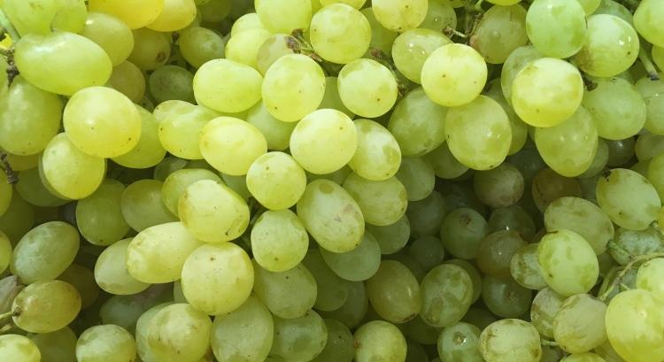 Ezek a csemegeszőlőfajták uralják most a piacot