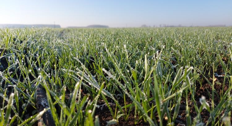 Ha akarná, lekörözné a francia búzatermelést