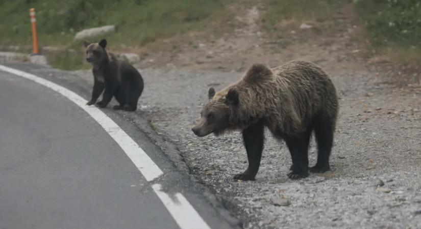 Megszámolták, soknak találták, dupláznák a kilövéseket: nem csillapodott a romániai medvevita 2025-ben sem