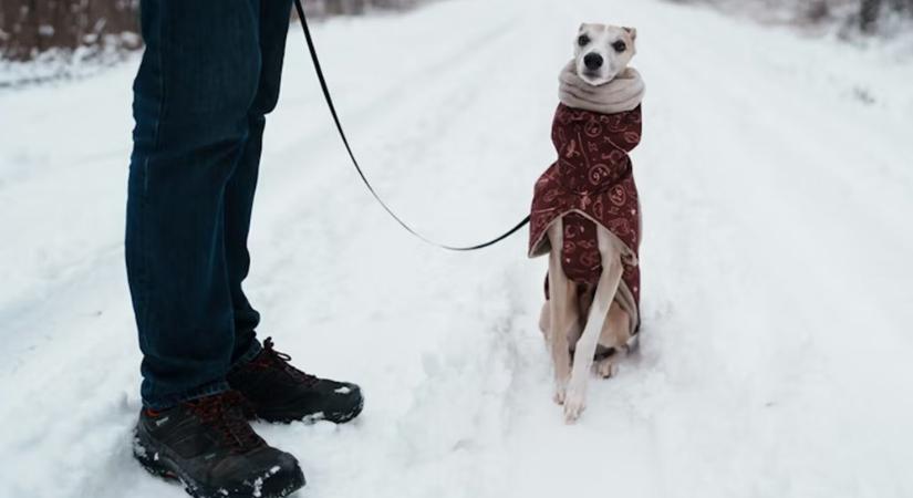 Az állat érzi a januárt – miért reagálnak másként a háziállatok ilyenkor?