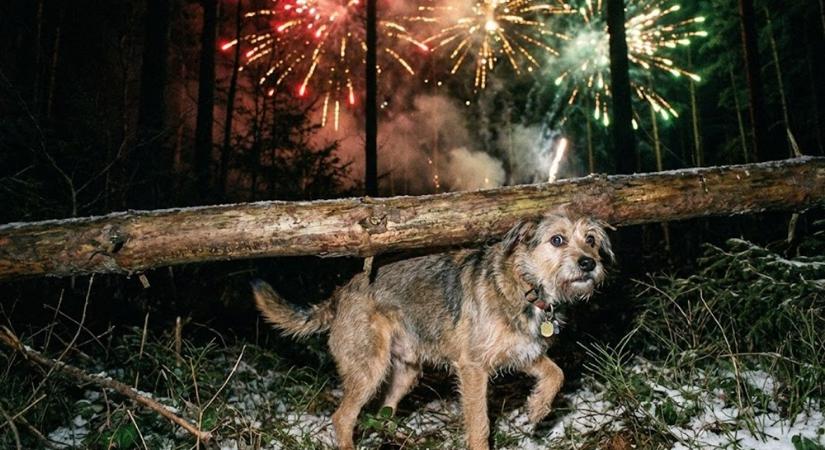 Miért rémálom a szilveszteri petárdázás az állatok számára?
