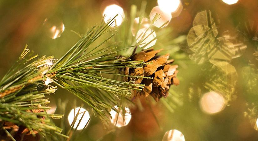 Nem a szemétlerakó az egyetlen lehetőség a karácsonyfa felhasználására