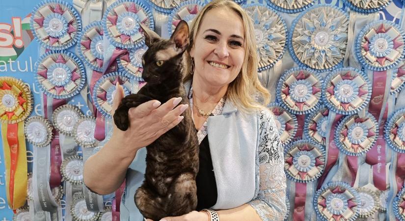 Elolvadsz tőlük: közel 100 világbajnok cica hódította meg Pápát (galéria)
