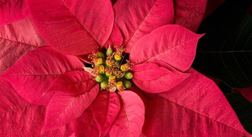 Karácsonyi növények, amik valójában mérgezők – és miért szerettük meg őket mégis?