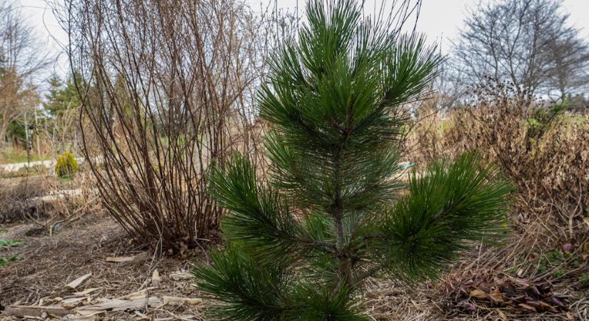 Balkáni páncélfenyő – a fa, ami túléli a szelet, a követ és az időt
